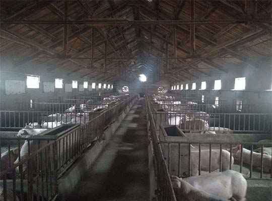 山西某養(yǎng)豬場(chǎng)工程案例